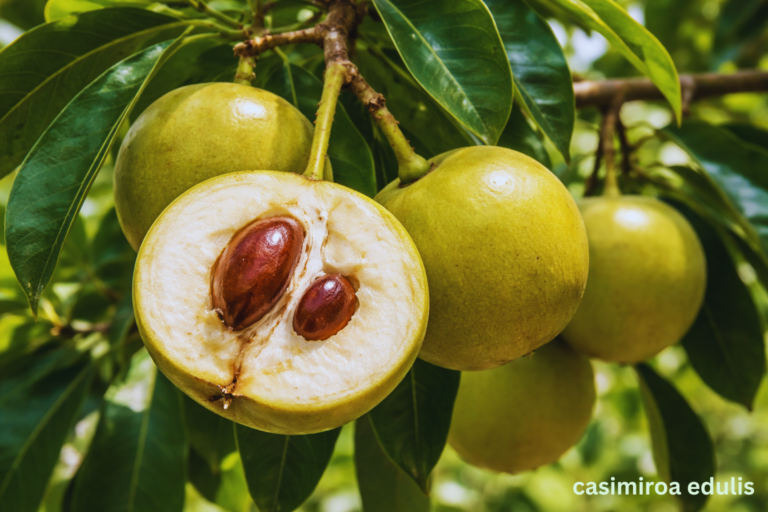 casimiroa edulis