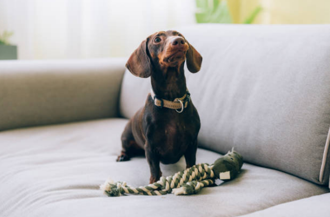 Gibbs Dachshund Fashion Show Stage Fright: What Happened on the Runway?